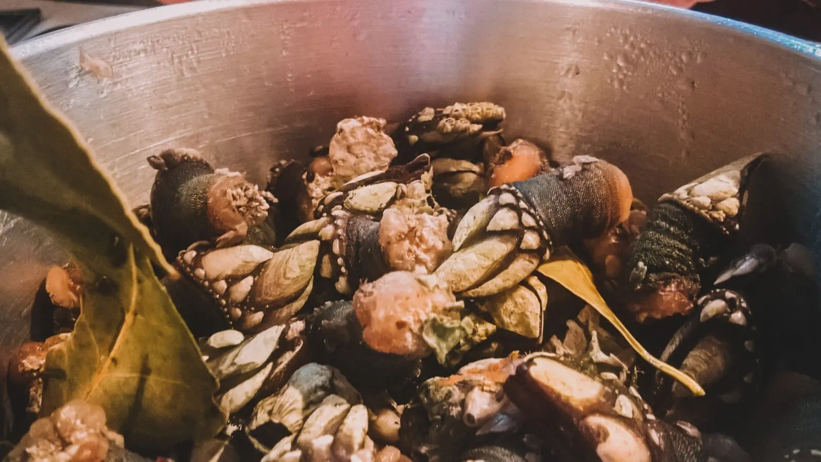 Percebes